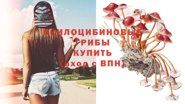 сатива Абинск